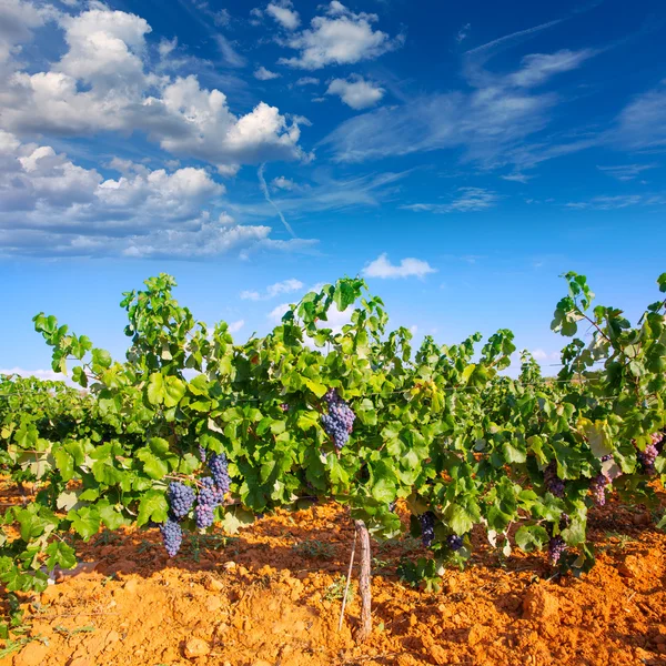 Mediterrane wijngaarden in utiel-requena at Spanje — Stockfoto