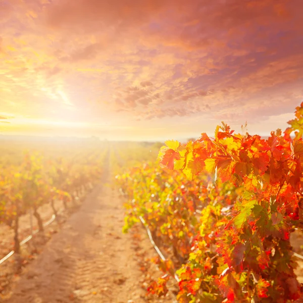 Восход солнца в винограднике Утиэль Рекена виноградники Испании — стоковое фото