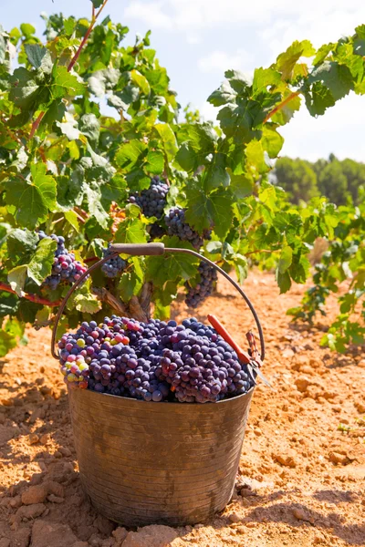 Vendemmia bobale con vendemmia — Foto Stock