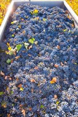 Mediterranean vineyard harvest cabernet sauvignon grape field clipart