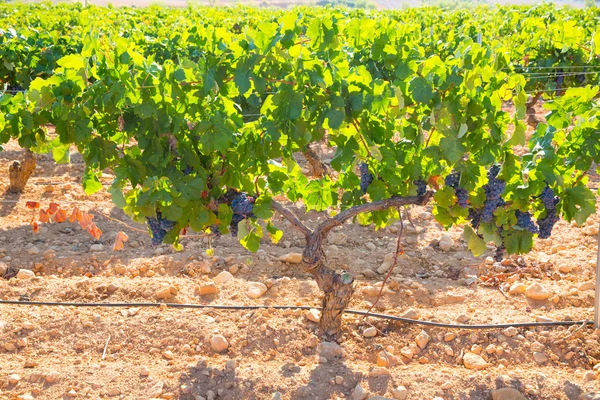 Bobal Uvas de vinho em vinha cruas prontas para a vindima — Fotografia de Stock