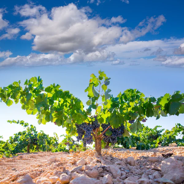 Bobal Uvas de vino en viñedo crudas listas para la cosecha — Foto de Stock
