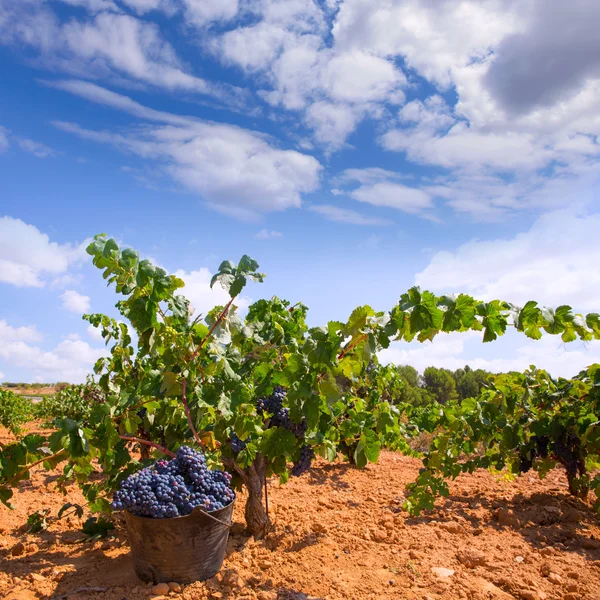 Colheita de plantas com uvas de vinho colheita — Fotografia de Stock