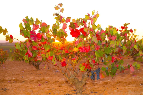 Höstens gyllene röda vingårdar solnedgång i utiel requena — Stockfoto