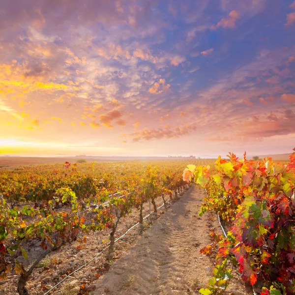 Sunrise in vineyard at Utiel Requena vineyards spain — Stock Photo, Image