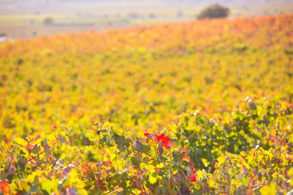 Autumn golden red vineyards sunset in Utiel Requena — Stock Photo, Image