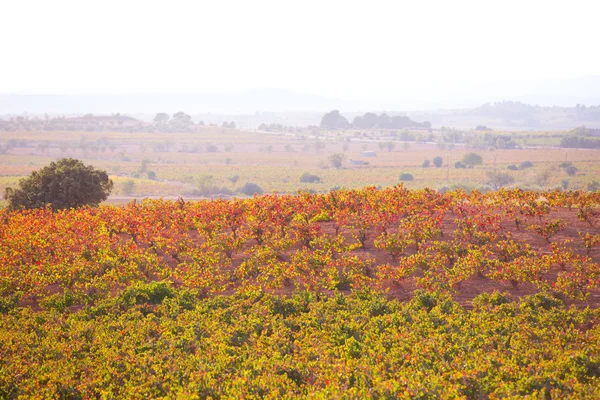 Outono dourado vinhedos vermelhos pôr do sol em Utiel Requena — Fotografia de Stock