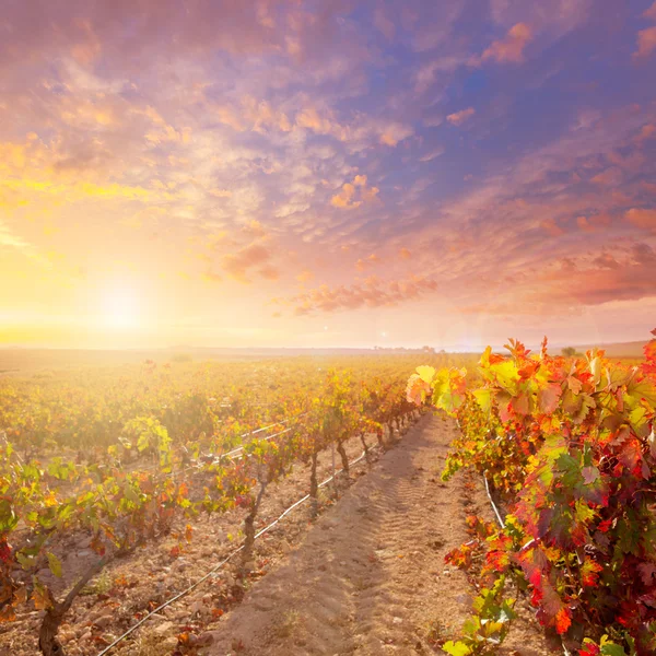 Wschód słońca w winnicy w utiel requena winnice Hiszpanii — Zdjęcie stockowe