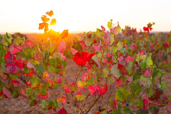 Herfst gouden rode wijngaarden zonsondergang in utiel-requena — Stockfoto