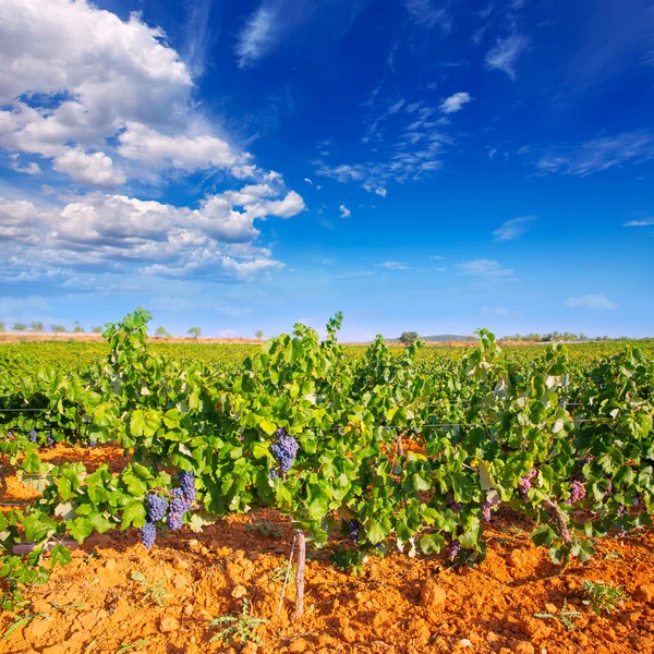 Mediterrane weinberge in utiel requena in spanien — Stockfoto