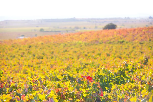 Outono dourado vinhedos vermelhos pôr do sol em Utiel Requena — Fotografia de Stock
