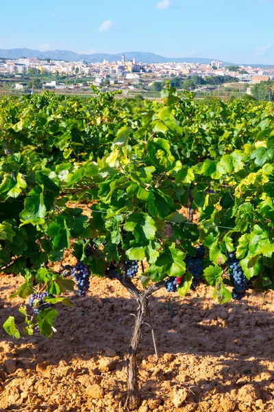 Requena στην επαρχία της valencia μια οινοπαραγωγός περιοχή της Ισπανίας — Φωτογραφία Αρχείου