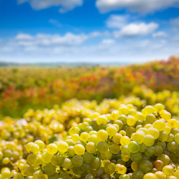 Vendemmia chardonnay con vendemmia di uve da vino — Foto Stock