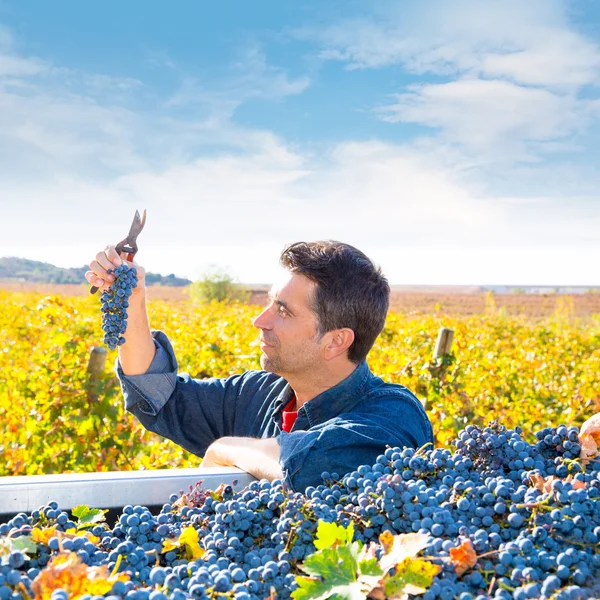 Mediterranean vineyard farmer harvest cabernet sauvignon — Stock Photo, Image