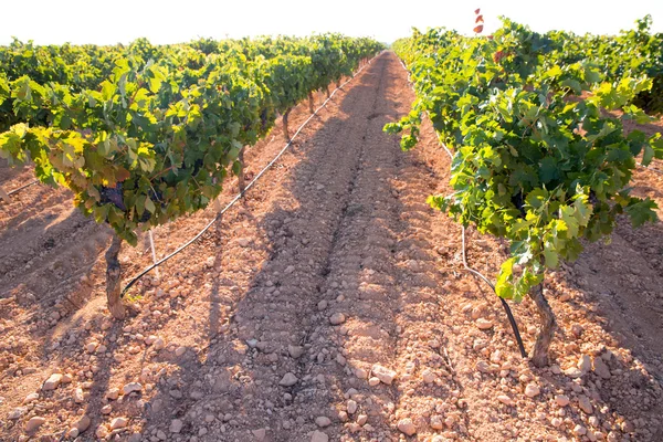 Mediterranean Bobal grapes in vineyard — Stock Photo, Image