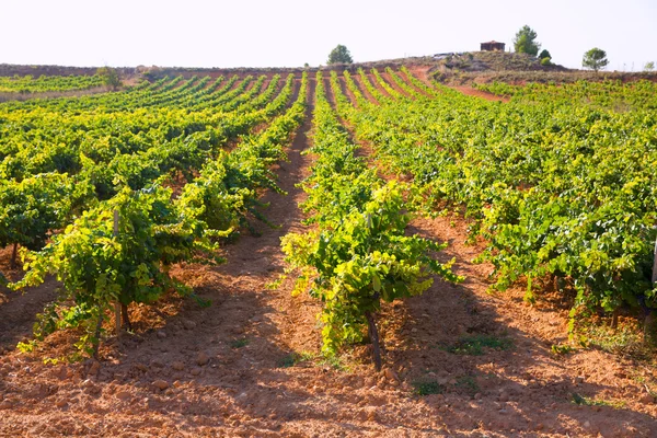 Viñedos mediterráneos en Utiel Requena en España — Foto de Stock