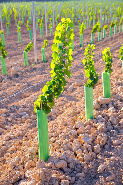 Виноградник ростки винограда виноград в ряд — стоковое фото