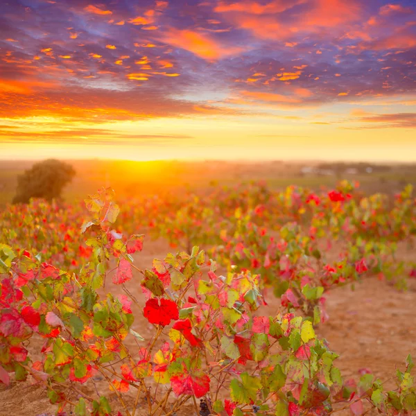 Coucher de soleil automne vignobles rouges dorés à Utiel Requena — Photo