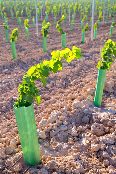 Wijngaard spruiten baby druif wijnstokken in een rij — Stockfoto