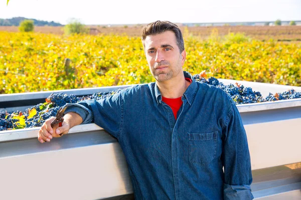 Agricultor de vinha mediterrânica colheita cabernet sauvignon — Fotografia de Stock