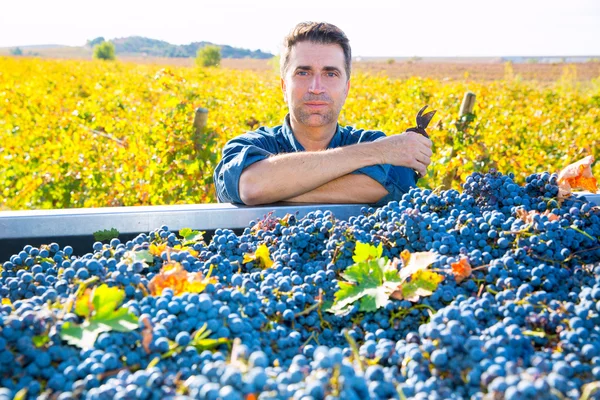 Agricultor del viñedo mediterráneo cosecha cabernet sauvignon — Foto de Stock