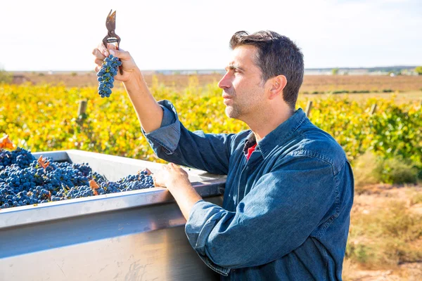 Śródziemnomorskiej winnicy rolnik zbiorów cabernet Sauvignon rocznik — Zdjęcie stockowe