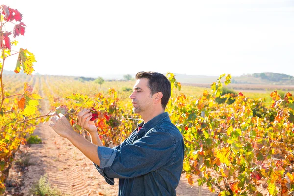 Agricultor de vinha mediterrânico que verifica as folhas de uva — Fotografia de Stock
