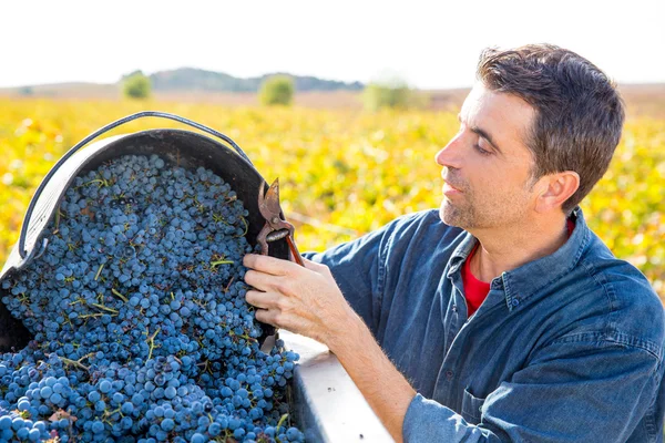 Agricultor del viñedo mediterráneo cosecha cabernet sauvignon — Foto de Stock