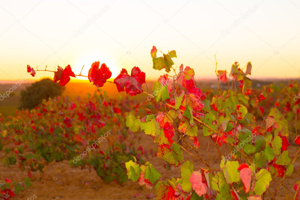 Autumn golden red vineyards sunset in Utiel Requena