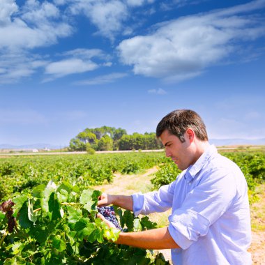bobal şarap üzüm kontrol winemaker oenologist