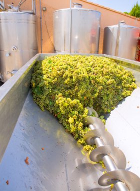 Chardonnay tirbuşon kırıcı destemmer içinde şarap yapımı