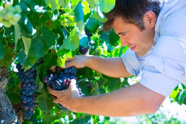 Winemaker oenologist checking bobal wine grapes clipart