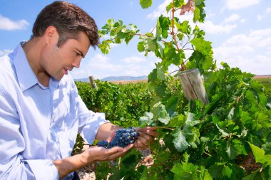 Tempranillo şarap üzüm kontrol winemaker oenologist