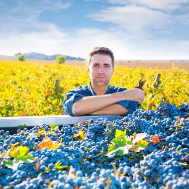 Akdeniz bağ Çiftçi hasat cabernet sauvignon