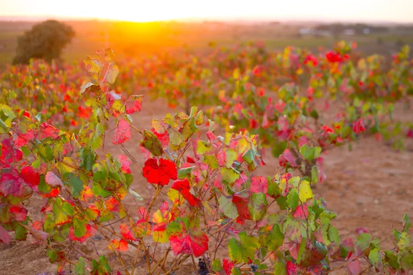 Utiel requena sonbahar altın kırmızı üzüm bağları gün batımı — Stok fotoğraf