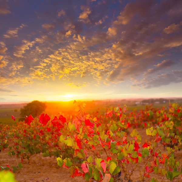 Outono dourado vinhedos vermelhos pôr do sol em Utiel Requena — Fotografia de Stock