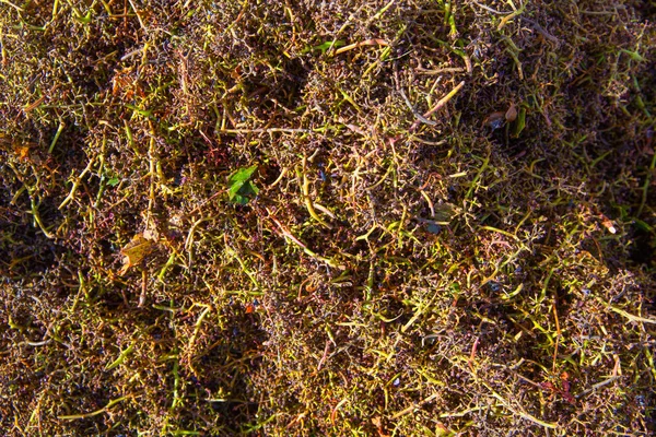 Traubenbagasse, die bei der Weinproduktion entsteht — Stockfoto