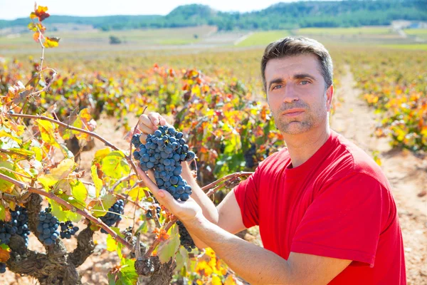 Récolte des vignerons Raisins Bobal en Méditerranée — Photo