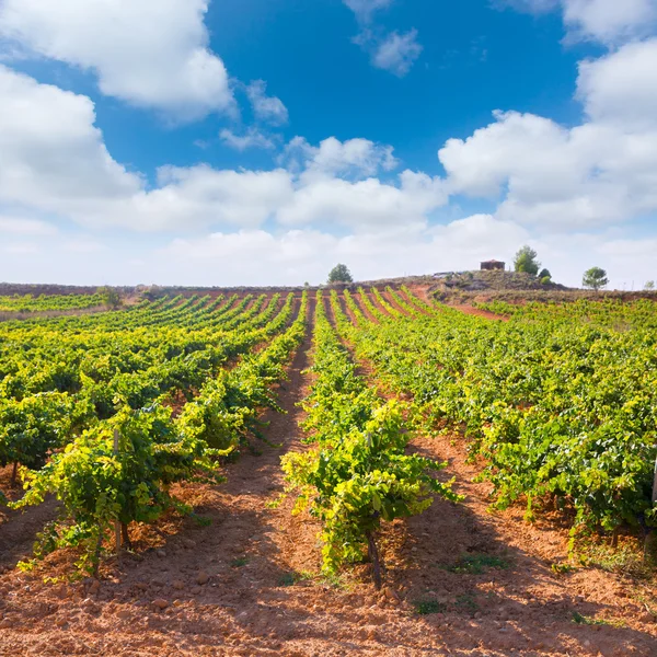 Viñedos mediterráneos en Utiel Requena en España —  Fotos de Stock