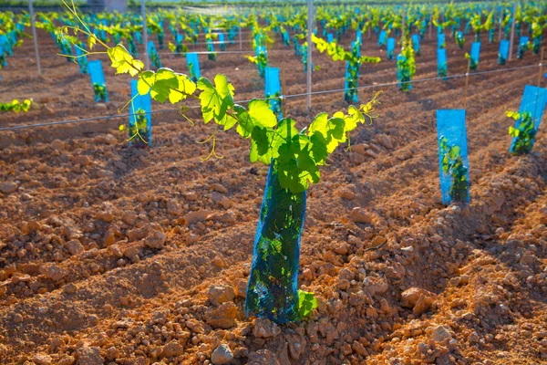 Brotes de viña vides de uva bebé en una fila —  Fotos de Stock