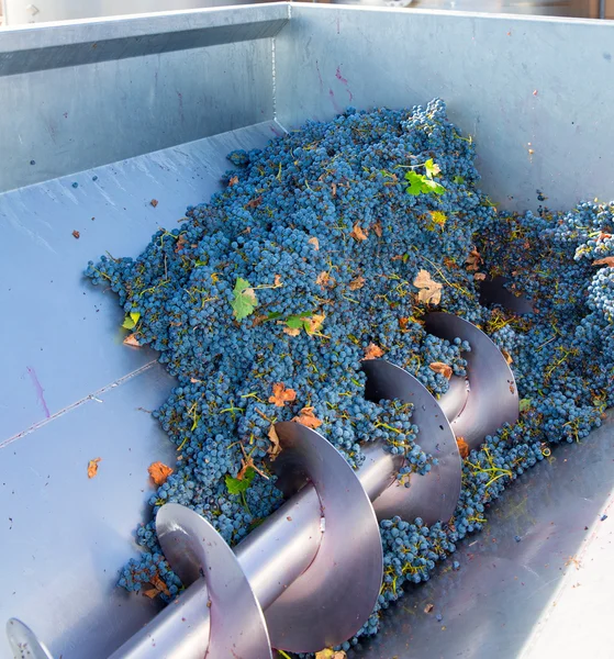 Sacacorchos trituradora destemmer vinificación con uvas —  Fotos de Stock