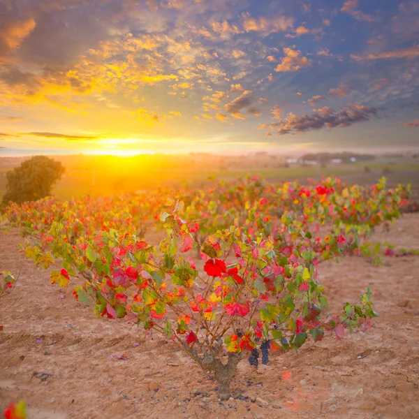 Autumn golden red vineyards sunset in Utiel Requena — Stock Photo, Image