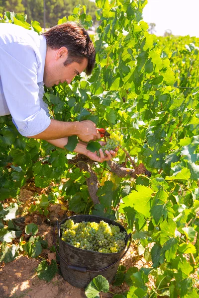 Cosecha de chardonnay con cosecha de uvas de vino — Foto de Stock