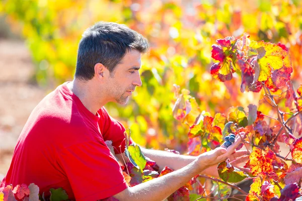 Mediterranean vineyard farmer checking grape leaves — Stock Photo, Image