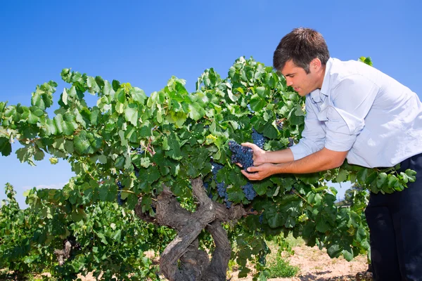 Winemaker oenologist checking bobal wine grapes — Stock Photo, Image