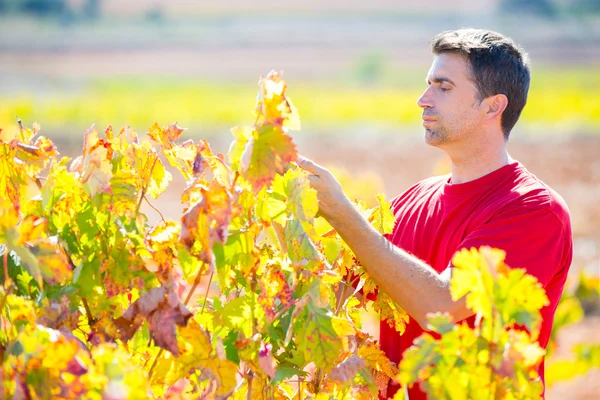 Agricultor de vinha mediterrânico que verifica as folhas de uva — Fotografia de Stock