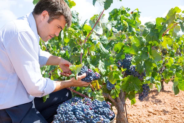 Bobal harvesting with harvester farmer winemaker — Stock Photo, Image