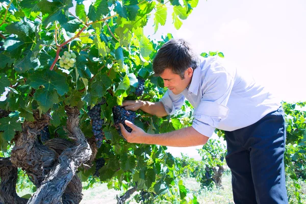 Winemaker oenologist checking bobal wine grapes — Stock Photo, Image