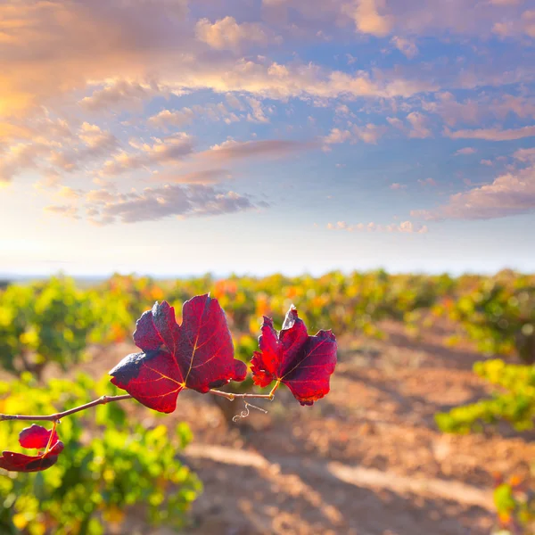 Sonbahar altın kırmızı üzüm bağları utiel requena — Stok fotoğraf