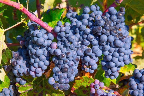 Bobal Uvas de vino en viñedo crudas listas para la cosecha —  Fotos de Stock